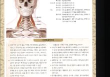 5_02. 사각근(목갈비근)