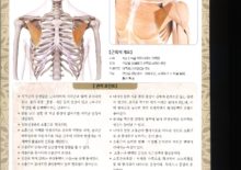 5_04. 소흉근(작은가슴근)