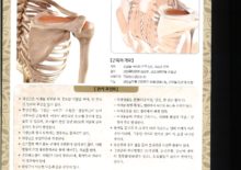 5_05. 극상근(가시위근)
