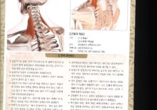 5_10. 건갑거근(어깨올림근)