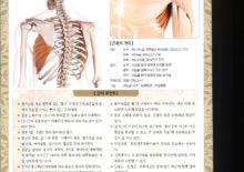 5_11. 전거근(앞톱니근)