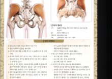 5_13. 중둔근(중간불기근)