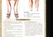 5_17. 봉공근(넙다리빗근)