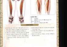 5_23. 대퇴직근(넙다리곤운근)