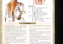 5_30. 승모근. 등세모근)