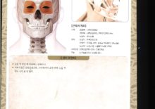 5_34. 안륜근(눈둘레근)
