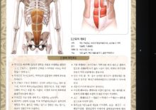 5_38. 복직근(배곧은근)