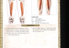 5_40. 반건양근(반힘줄모양근)