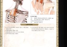 5_44.상후기근(위듸톱니근)