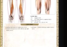 5_46.반박양근(반박모양근)