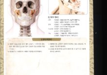 5-33. 광골근(광대근)